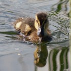 Graditi consigli e commenti

Mano libera
140 mm ISO 100
1/200 sec f/10
