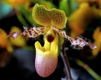 ***Pelosa*** ***Pelosa***