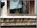 Mi è semblato di vedele un gatto? Mi è semblato di vedele un gatto?