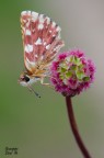 Spialia sertorius Spialia sertorius