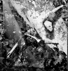 frammenti di un volo