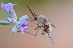 Bombylius minor
