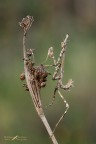 Empusa pennata