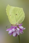 Cedronella Cedronella