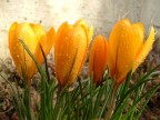 primi fiori primi fiori