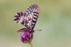 Zerynthia polyxena Zerynthia polyxena