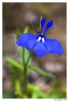 Lobelia Lobelia