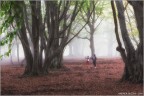 Hansel e Gretel Hansel e Gretel