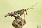 Panorpa cognata Panorpa cognata
