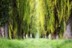 Springtime Springtime