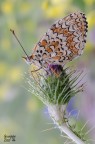 Melitaea phoebe