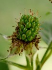 mora mora