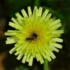 ***Nel bel mezzo di un'esplosione***