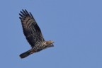 Falco pecchiaiolo Falco pecchiaiolo