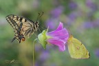 Macaone vs Colias crocea Macaone vs Colias crocea