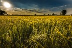 Campo di grano Campo di grano