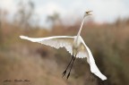decollo decollo