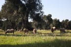 Ulivi e Pecore