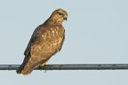 Poiana (Buteo buteo) Poiana (Buteo buteo)