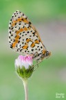 Melitaea didyma