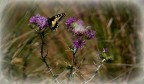 Natura Natura