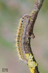 Melasocoma neustria