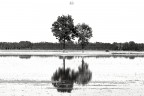 Trees Trees