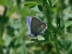 Lycaenidae Lycaenidae
