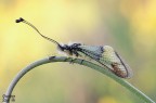 Lacteus Lacteus