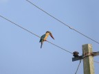 Stork Billed Kingfisher Stork Billed Kingfisher
