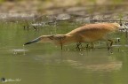 Sgarza ciuffetto in caccia Sgarza ciuffetto in caccia