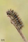 Puntaspilli Puntaspilli