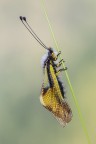 Libelloides coccajus Libelloides coccajus