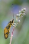 Libelloides longicornis