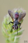 Tachinidae