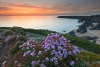 Cliff in flower Cliff in flower