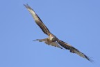 Nibbio reale (Milvus milvus) Nibbio reale (Milvus milvus)