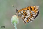 Melitaea athalia Melitaea athalia