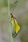 Libelloides latinus Libelloides latinus