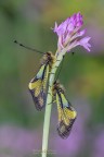Libelloides coccajus, la coppia Libelloides coccajus, la coppia