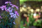 Bokeh...con ottica vintage Bokeh...con ottica vintage