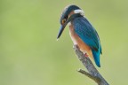 Alcedo Atthis Alcedo Atthis