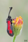 Zygaena