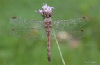 Sympetrum-striolatum...