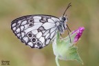 Melanargia Galathea Melanargia Galathea