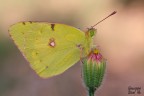 Colias crocea