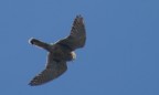 rapace rapace