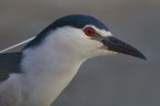 profilo della nitticora profilo della nitticora