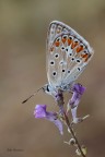 Polyommatus icarus - Licenide Polyommatus icarus - Licenide