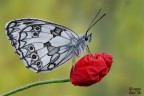 Melanargia Galathea Melanargia Galathea